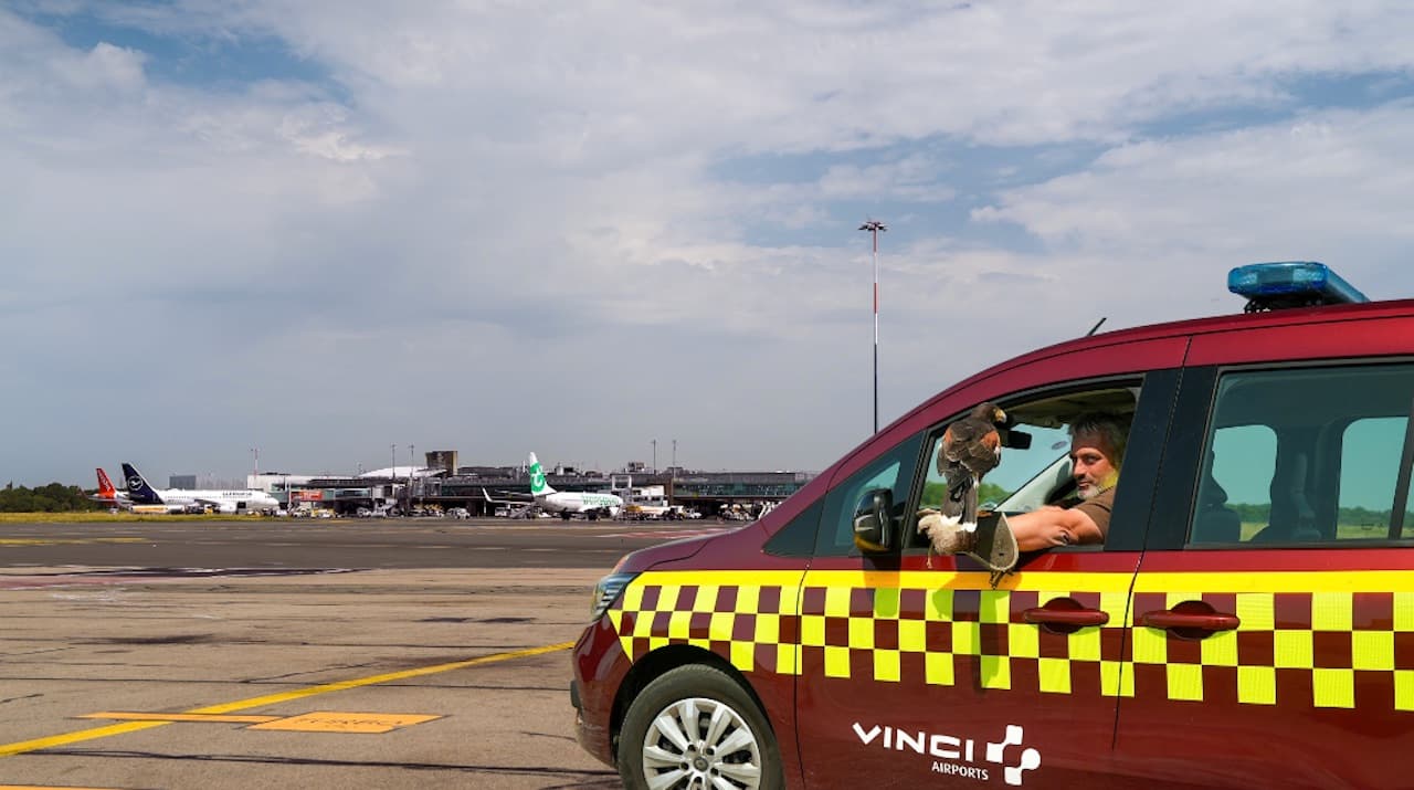 Nantes Atlantique: France's Only Civil Airport with Its Own Falconry Unit for Bird Strike Prevention